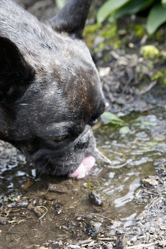You're right - it is water!