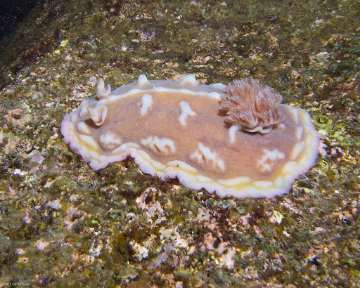 P5263681