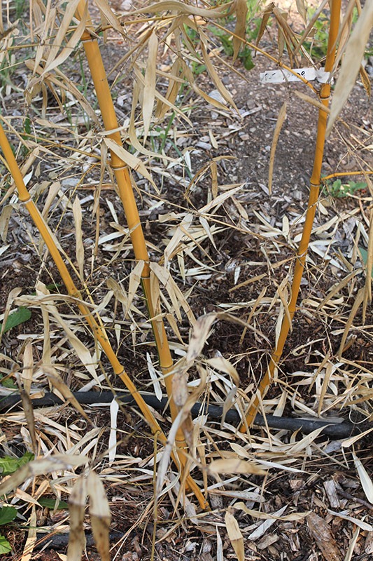 [110708_Phyllostachys-vivax-aureocaul%255B4%255D.jpg]