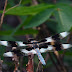 Eight-spotted.skimmer.dscn4559