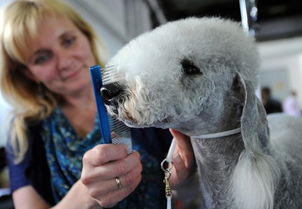 World-dog-show-in-Budapes-012