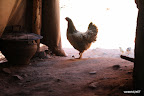 Chicken allowed inside