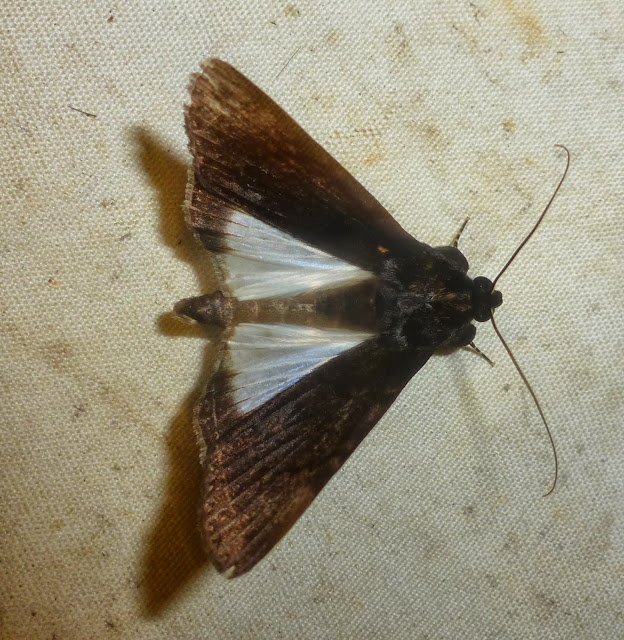 Erebinae : Audea agrotidae (MABILLE, 1880), endémique. Mananara Lodge, Anjozorobe (Madagascar), 7 janvier 2014. Photo : T. Laugier