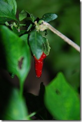 DSC_0144 DSC_0144