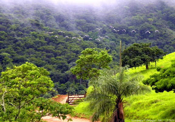 Lépidoptères de Pitangui au Minas Gerais - Vol de hérons. Pitangui (MG, Brésil), 26 décembre 2010. Photo : Nicodemos Rosa