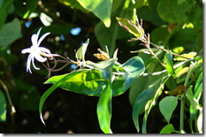 Melati (Jasminum laurifolium) Melati (Jasminum laurifolium)