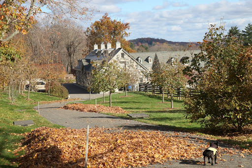 Well Sharkey, I've seen the guys haul truckloads of leaves up to the compost area.  Martha told me that leaves are excellent for creating rich compost for the farm.  We try not to waste anything here!