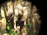 This elephant was really funny, it was trying to wedge its head in-between those two trees. Transition to Madagascar - 043.jpg