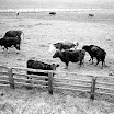 Bovine Bash, approx 1979 (1).jpg