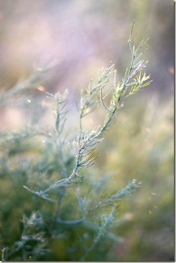 102711_asparagus (4)_bokehlicious