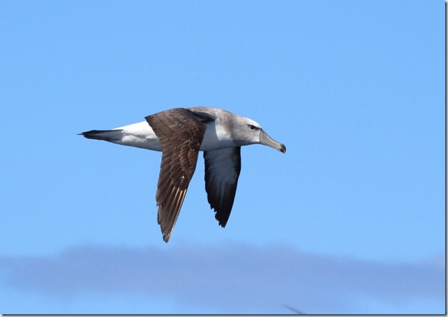 shy_albatross1 shy_albatross1