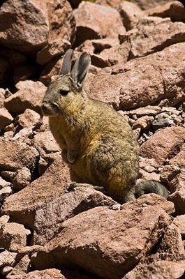 Vizcacha Vizcacha