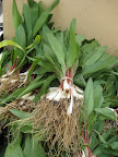 Ramps - wild leeks available for a very short time at the beginning of spring