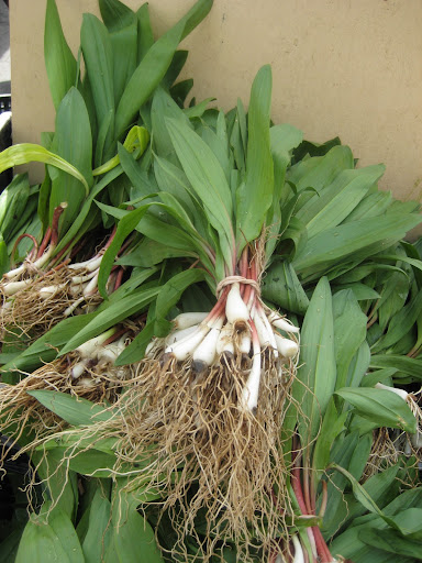 Ramps - wild leeks available for a very short time at the beginning of spring