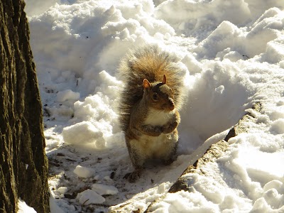 These guys have a lot of trouble finding their stash of nuts in the snow... Luckily they ate a lot before winter started. IMAGE_611.jpg
