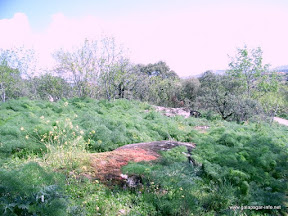 rio-guadarrama-parque-regional (20).JPG