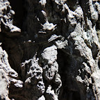 Les arbres sont vieux ici. Certains séquoias ont plusieurs milliers d'années (mais évidemment, c'est pas un séquoia là).