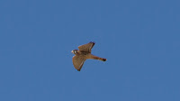 DSC02772.jpg