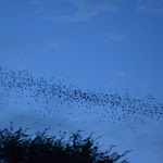 DSC_0778.JPG