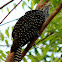 Asiatic Koel ( female)