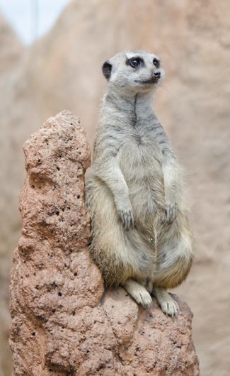 [zoo-32%255B16%255D.jpg]