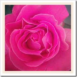 close up rose