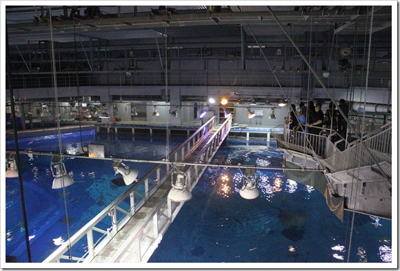 沖繩美麗海水族館_圖17