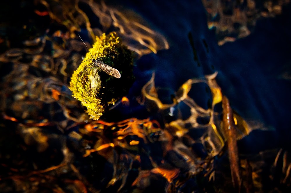 Picture from Metolius River