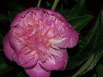 100_4886.JPG