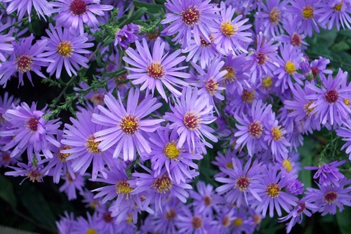 1756-Aster-novae-angliae-Little-Carlow[1]