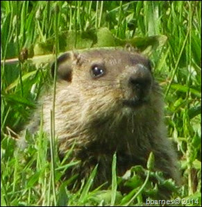 Groundhog face