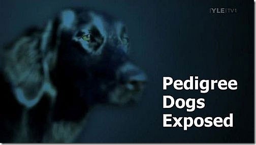 Perros-de-Pedigree-al-Descubierto