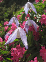 Mountain flowers
