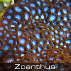 Zoanthus-tubs.jpg