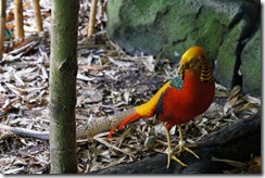 Golden Pheasant, Taronga Zoo