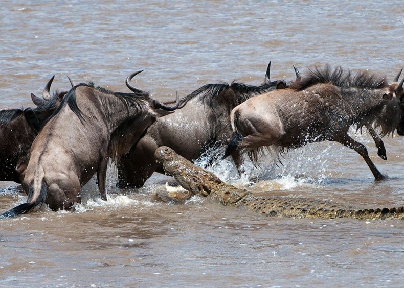mara_river_crossing mara_river_crossing