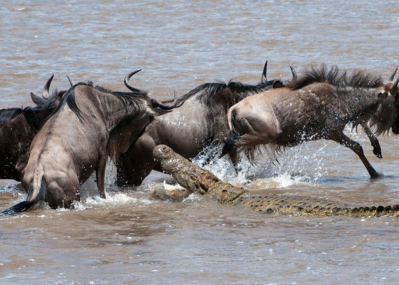 mara_river_crossing