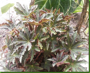Begonia Estrela1 (2)