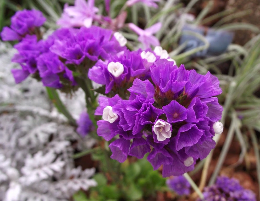 [Limonium_sinuatum%255B3%255D.jpg]