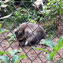 Common Raccoon