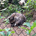 Common Raccoon