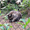Common Raccoon