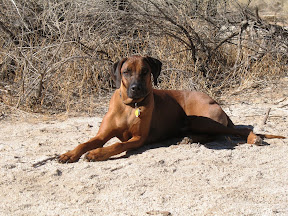 Diesel kicks it at the camp site.