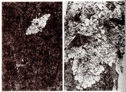 Explain Natural Selection Of Peppered Moths Explain Natural Selection Of Peppered Moths