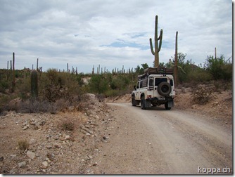 110812 NP Saguaro (1)