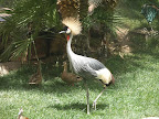 Some sort of exotic turkey thing at the flamingo habitat at the Flamingo.