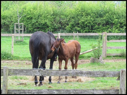 G Foal with mom