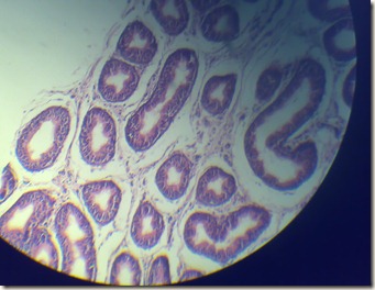 Stereocilia magnified view microscopy