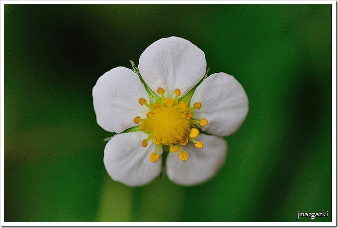 Fresa silvestre