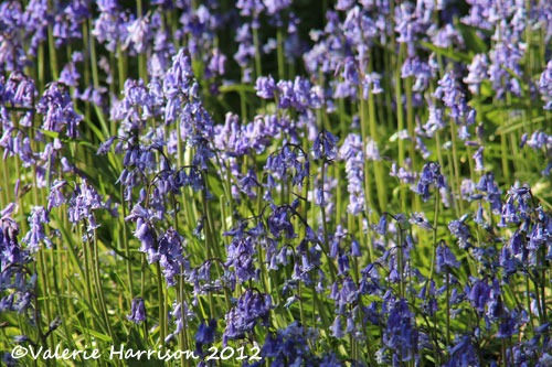 [11-bluebells%255B2%255D.jpg]